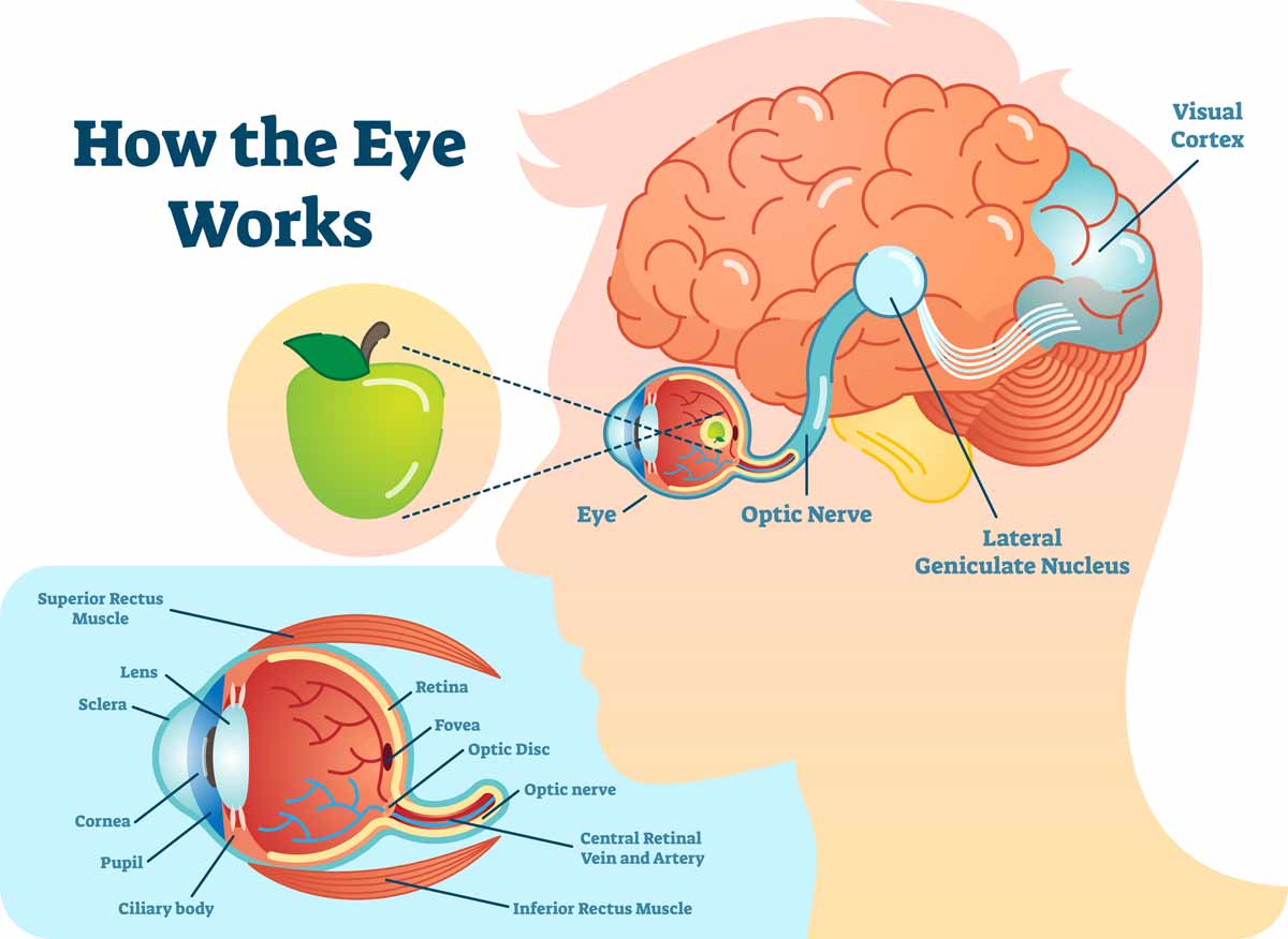 vision path graphic