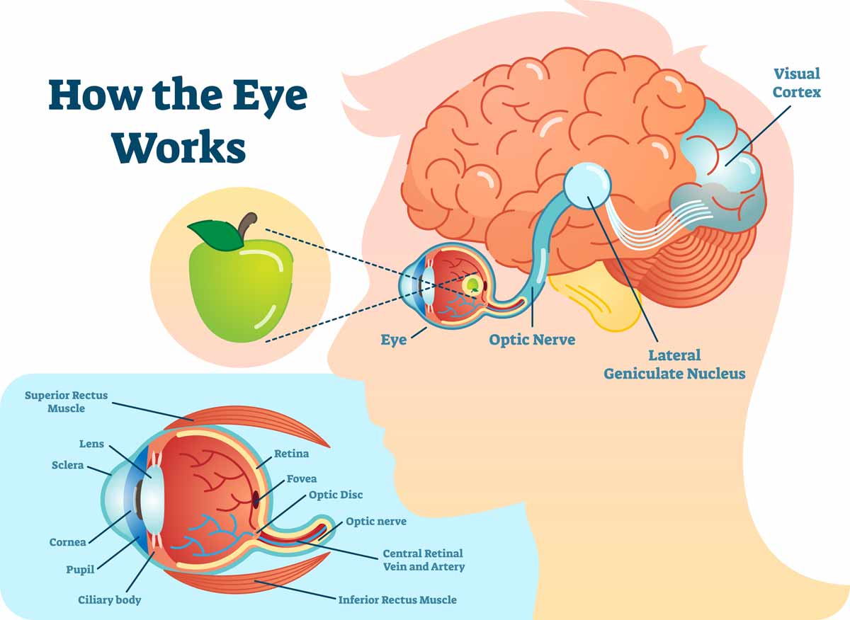 How The Eye Works Image